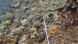 New video shows anchor damage to Kewalo Basin coral reef