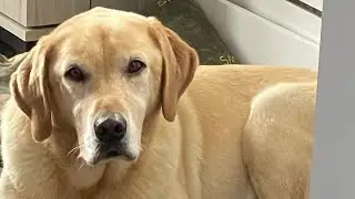 Labrador Deshed Groom