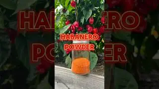 Have an excess of pepppers? Try dehydrating and making powder. #garden #gardening #dehydrating
