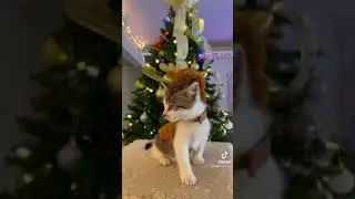 kitty wear christmas outfits