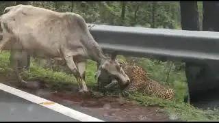 Pahadi Leopard Attack - Uttarakhand Takula incident