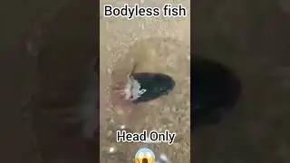 Bodyless Fish Head Only