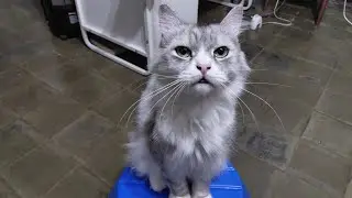 Happy Caturday