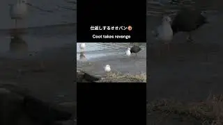 幼鳥とオオバンの戦いは続く The battle between young birds and coots continues #野鳥 #wildbirds #battle #shorts