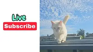 Friday Fun Live Stream