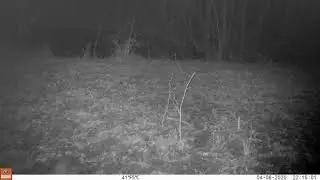 Otters playing at Bodenham Lake, Herefordshire