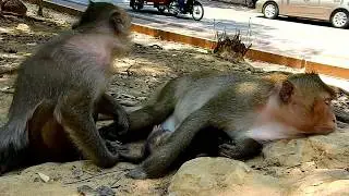 Poor baby monkey Toni, baby monkey Toni get milk difficult position, why Tara do bad like this?