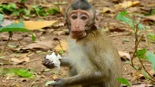 Excellent! Barry Baby Monkey In Sovana Family Gets Rice And Sleep On Mummy Hand Comfortably.