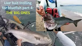 Live bait trolling for bluefish part 4: the big ones.
