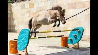 Miniature horse jumping || @1itscrunchtime11
