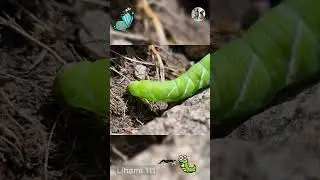 Caterpillars: The Insect's Unbelievable Transformation Journey | Lihami 111 #CaterpillarFacts