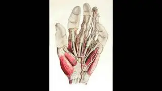 Vascular Supply Of Hand!! #shorts !#body #medical #doctor
