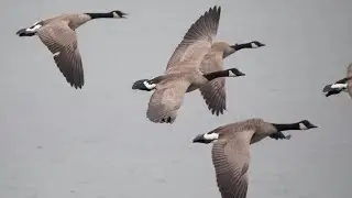 Canada Geese Flying By!! (Canada Nature) #birds #geese #naturephotography