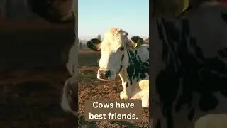Cows Have Best Friends