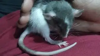 Pet Rat Sophia! Bonding time!