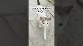 #music #cover #live #coversong #song #birds #avianantics #cat #avianfriends #musicvideo #animemusic