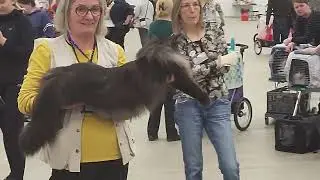 FIFe International breed cat show in Turku/Åbo Finland . Norwegian, Maine Coon, Siberian cats.