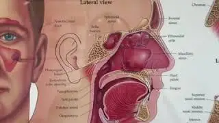 Empty Nose Syndrome by Dr. D. Skarada (Modern Nose Clinic)