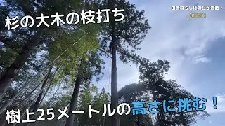 【#503】杉の大木の枝打ち　樹上２５メートルの高さに挑む！