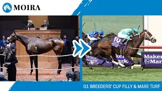 2024 G1 Breeders' Cup Filly & Mare Turf winner MOIRA at The November Sale