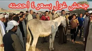 لأ لأ مش ممكن جحش غول بسوق الخيل كله بثمن ٤ أحصنه كل الناس مبهوره بيه بصراحه ملوش مثيل والسعر؟