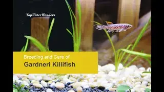How to Breed and Care for the Fascinating Gardneri Killifish?