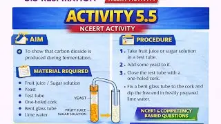Class 10 Science | Respiration | Activity 5.5 | Fermentation Experiment | NCERT | PYQ + Competency