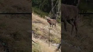 Elk Hunting | Caccia all'alce | Caza de alces
