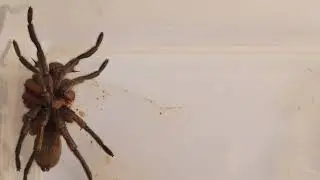 Australian Wishbone Spider