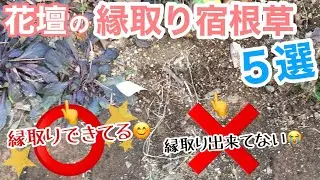 【宿根草】花壇の縁取り宿根草5選✋ / 土の流出が止まらないお庭を宿根草で食い止めろ‼️/ 紹介&植栽 / 境界線を縁取って、花まで楽しめて、グランドカバーもできる最強宿根草【ガーデニング】
