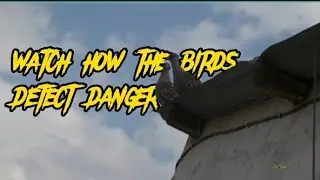 How Birds Detect Danger- Feel  Better 🕊🕊