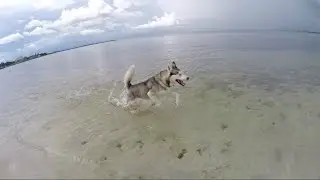 GOHAN RUNNING AT THE BEACH!