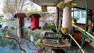 Morning feathered friends
