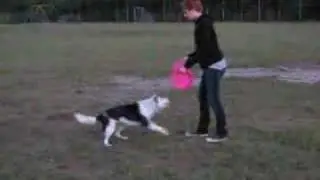 THE SUPER FREAKY DOG