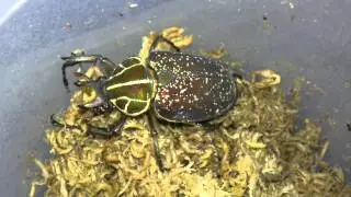 HD Inca clathrata clathrata from Kingdom of Beetle Taiwan (origin :Ecuador).MP4
