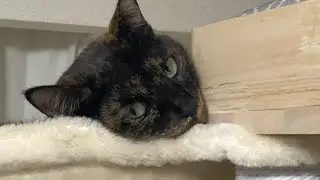 お気に入りのハンモック