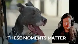 Breaking Down Cesar Millan’s Training: What’s Easy to Miss