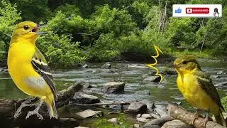 Relaxing Bird Sound | Suara Burung Sirtu (Cipoh) Alami, 