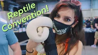Finding a Jumping Spider at Tampa Repticon!