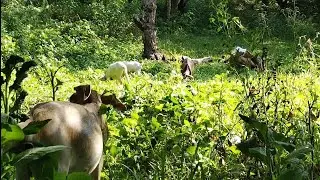 GRAZING MANAGEMENT FOR OUR GOATS | Our GRATEful Living