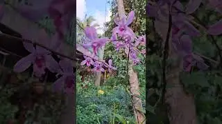 Our Countrylife Retirement Philippines #philippines #retirement #nature #expat
