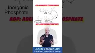 What you HAVE to Know About ATP #STEM #cellularrespiration #apbiology #ATP