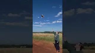 #bird #cool #flying #movie #parrot #wow #birb