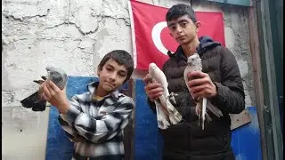 Yunus v Baran, Vatansever Delikanlı Kuş&ccedil;ular. Kaynarca G&uuml;vercin K&uuml;mesleri,İstanbul Kaynarca G&uuml;vercin
