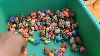Mencari ikan buntal dan lobster, kerang, ikan hias laut, keong, kepiting, belut laut, gurita