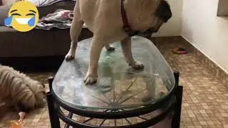 Pug driving skills😂/ entertainment/pet lovers/viral pug