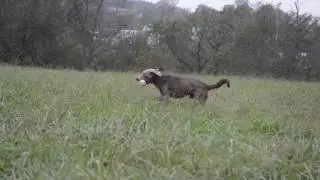 Storm - 7 Mo old silver lab - retriever training w/Steve Faith
