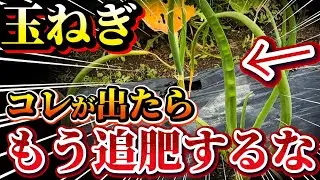 【玉ねぎ】コレが出たら追肥はやめて下さい。追肥を止めるべきタイミングと見分け方についてお話します