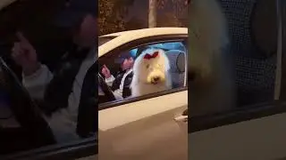 The dancing car🚗#funny #viralvideo #viralshorts #trending #trendingshorts #shorts #short #shortvideo