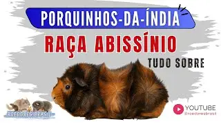 Porquinho-da-&Iacute;ndia Ra&ccedil;a Abiss&iacute;nio: Caracter&iacute;sticas e Curiosidades 🐹✨